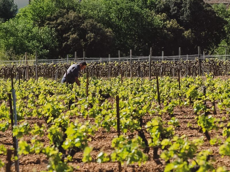 vinyes i un agricultor al mig