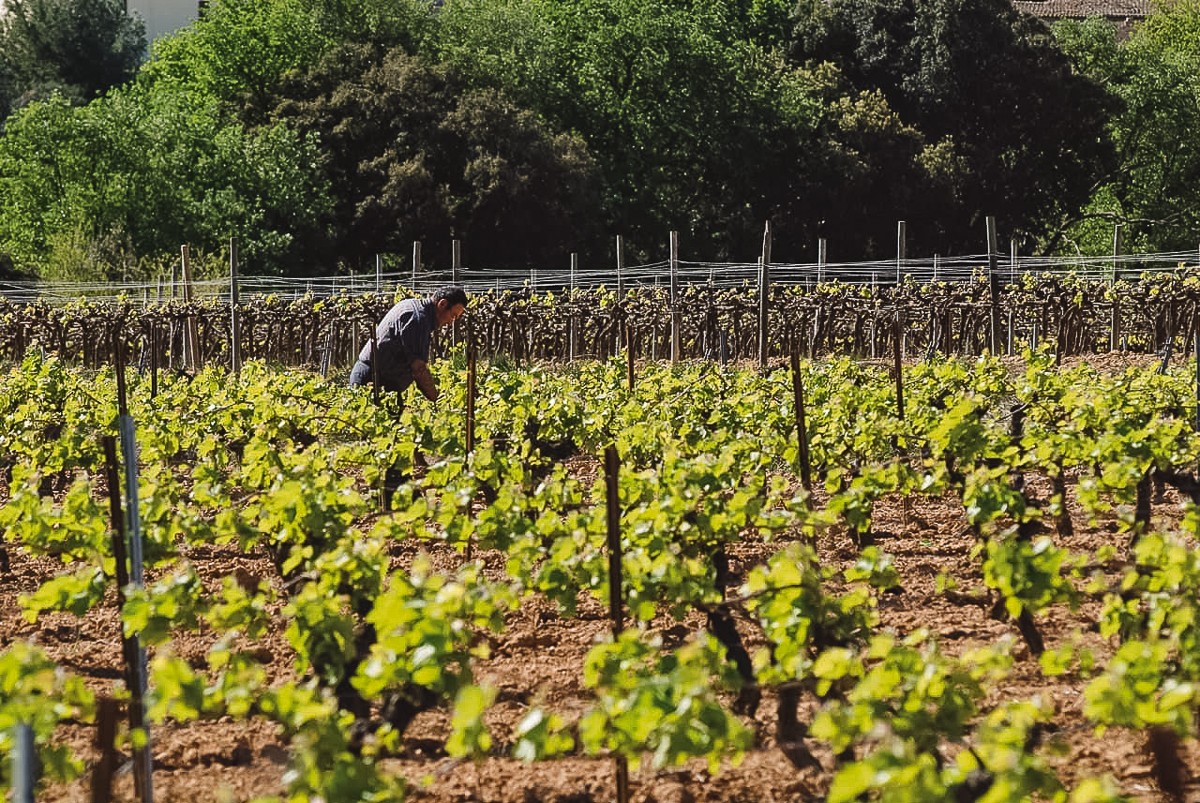 vinyes i un agricultor al mig