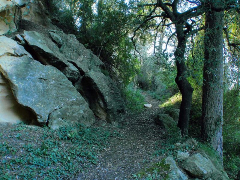 Camí sender a la muntanya natural