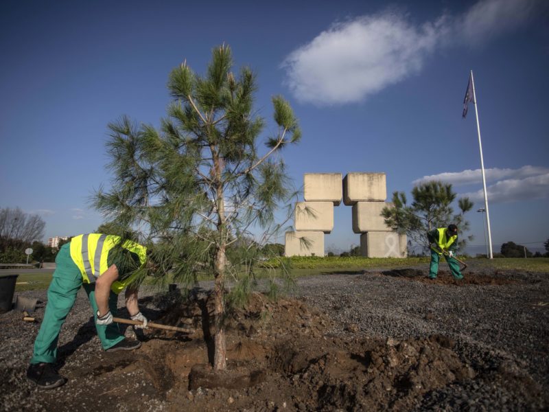 S'han replantat arbres a la plaça d'Europa