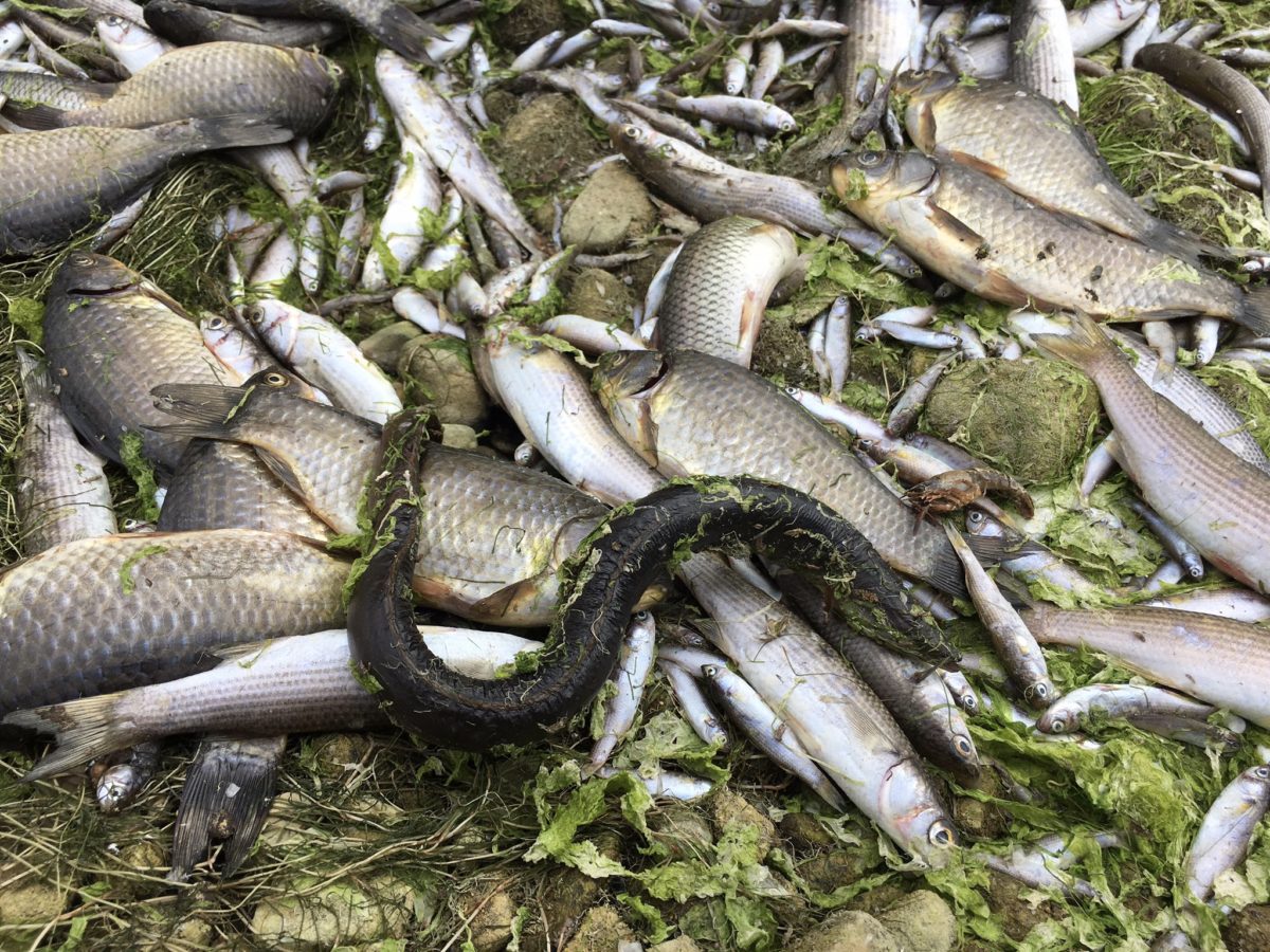 Anguiles i exemplars de peixos i altres espècies han aparegut morts al tram final del Francolí. Foto: Ecologistes en Acció.