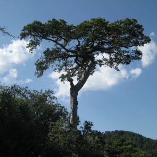 Bosc de Tarragona