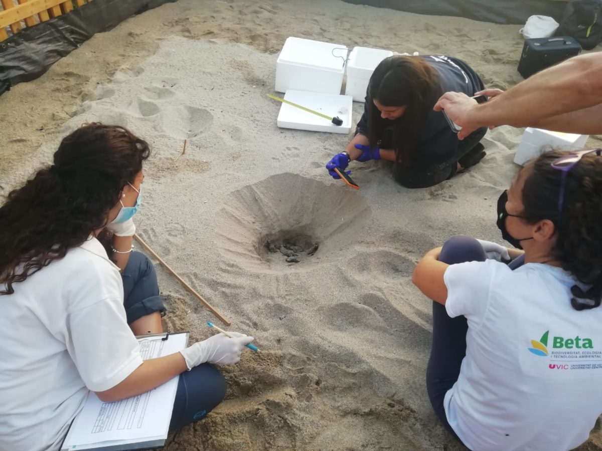 Tortugues sortint de la sorra a la platja del Miracle