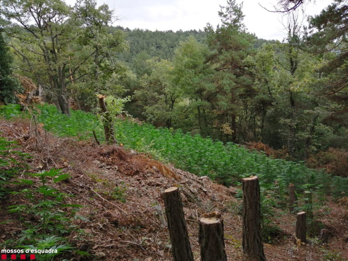 Plantació marihuana Prades