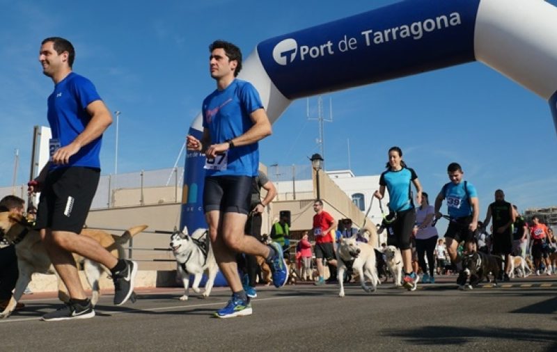 El IV Canicròs Solidari es va fer el diumenge 24 d'octubre i va tenir una molt bona acollida. Foto: Protectora d'Animals de Tarragona.