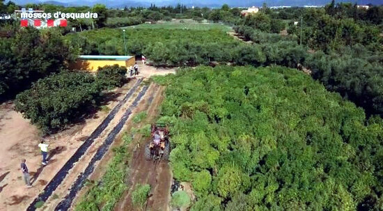 Imatge aèria d'una de les plantacions il·legals de cànem