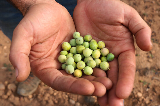 Pla detall d'olives a les mans d'un pagès