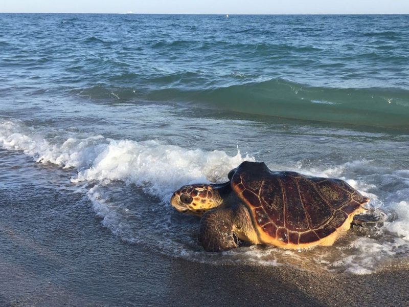 Una tortuga alliberada al mar.