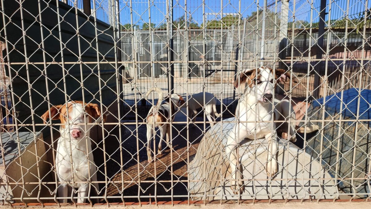 Gossos en una gàbia