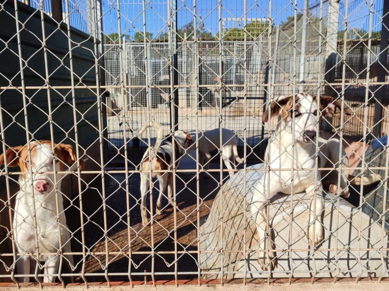 Gossos en una gàbia