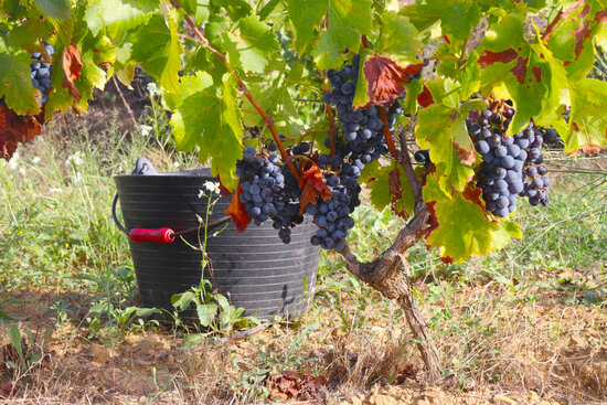 Pla detall d'un gotim en una finca de Bellmunt del Priorat, just abans de collir-se. Foto del 14 de setembre del 2021 (Horitzontal).