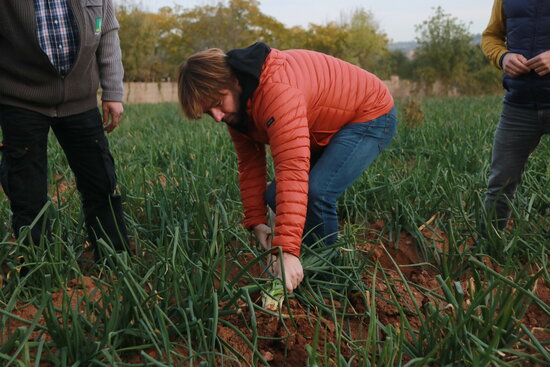 Quim Masferrer collint calçots