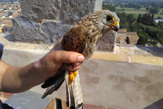 Pla tancat d'un exemplar de xoriguer petit en la colònia urbana de Castelló d'Empúries el 7 de juliol de 2020 (Horitzontal)