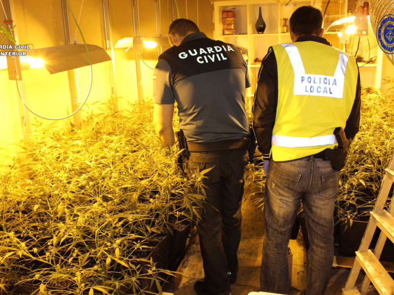 Agents policials en una plantació de marihuana al Perelló.