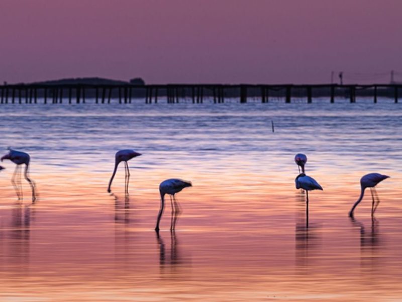 Flamencs Delta de l'Ebre