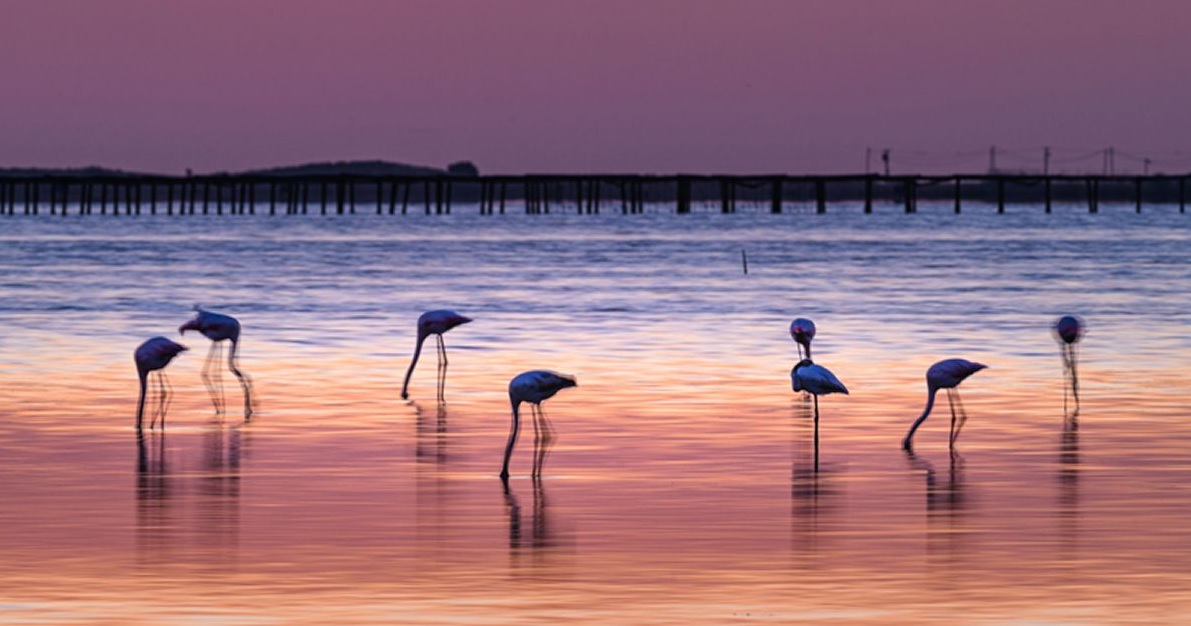 Flamencs Delta de l'Ebre