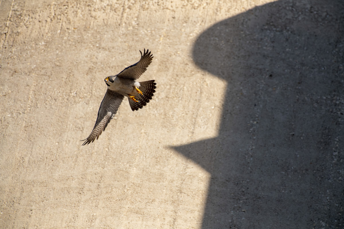 Falcó pelegrí volant