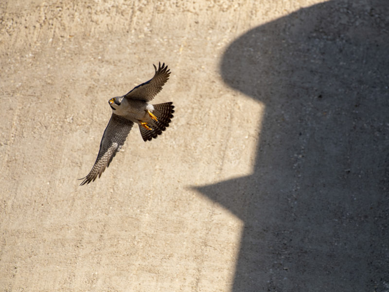 Falcó pelegrí volant