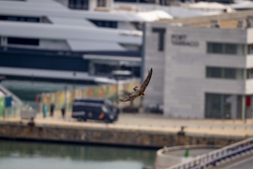 Falcó pelegrí volant al port