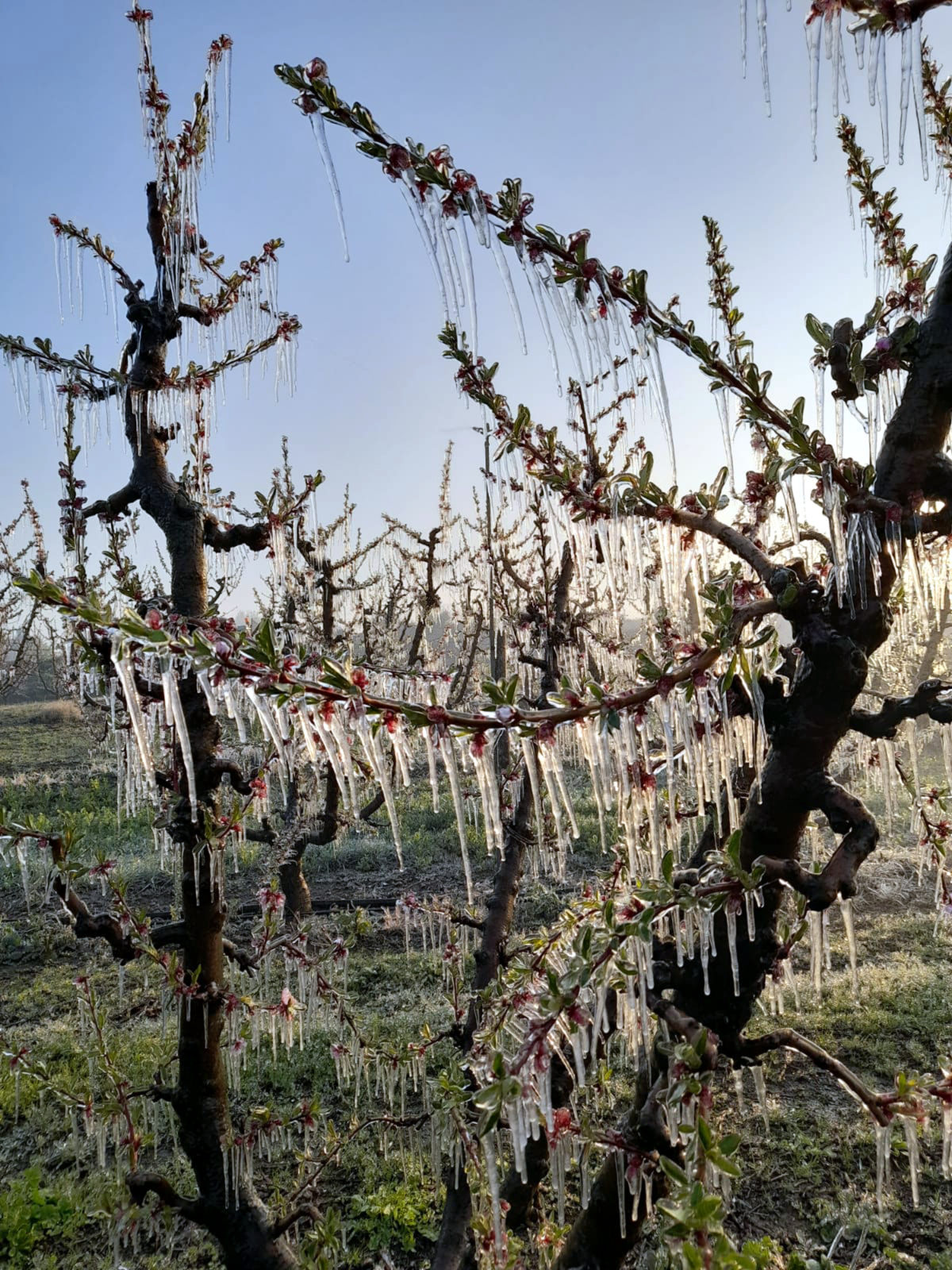 Abre fruita gelada