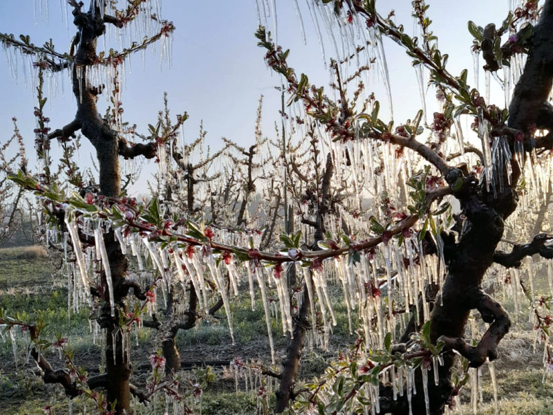 Abre fruita gelada