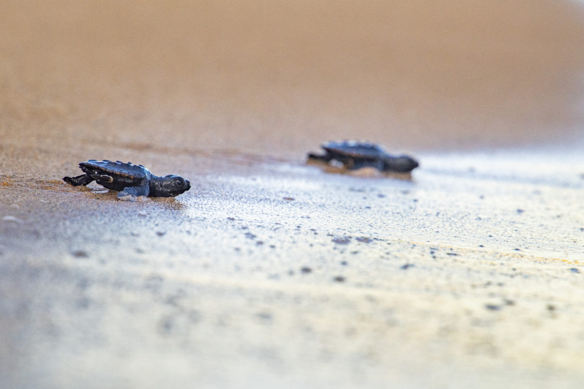 Tortuga entrant al mar