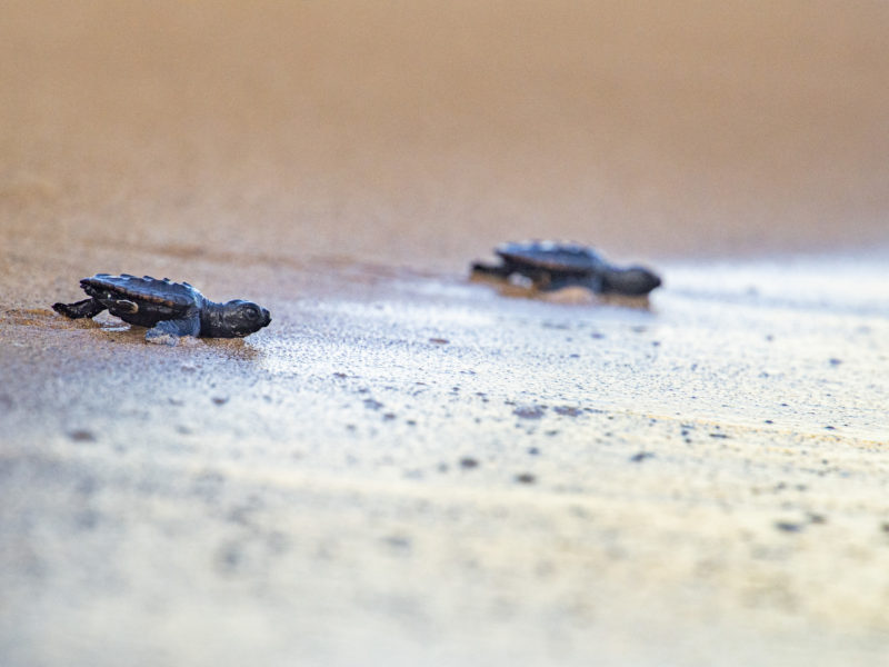 Tortuga entrant al mar