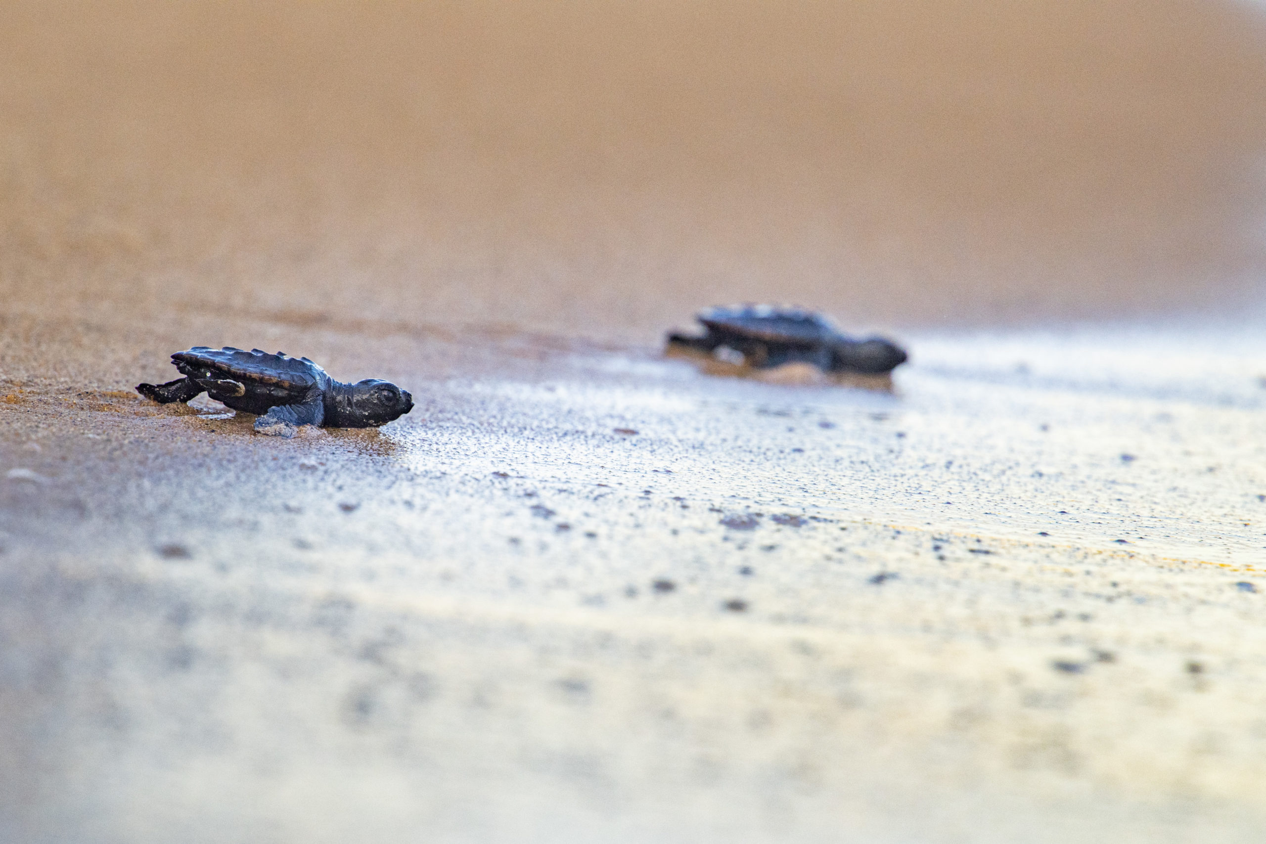 Tortuga entrant al mar