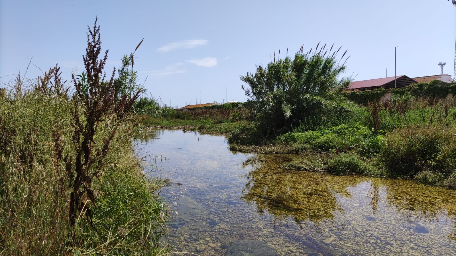 Riu Francolí amb aigua i vegetació