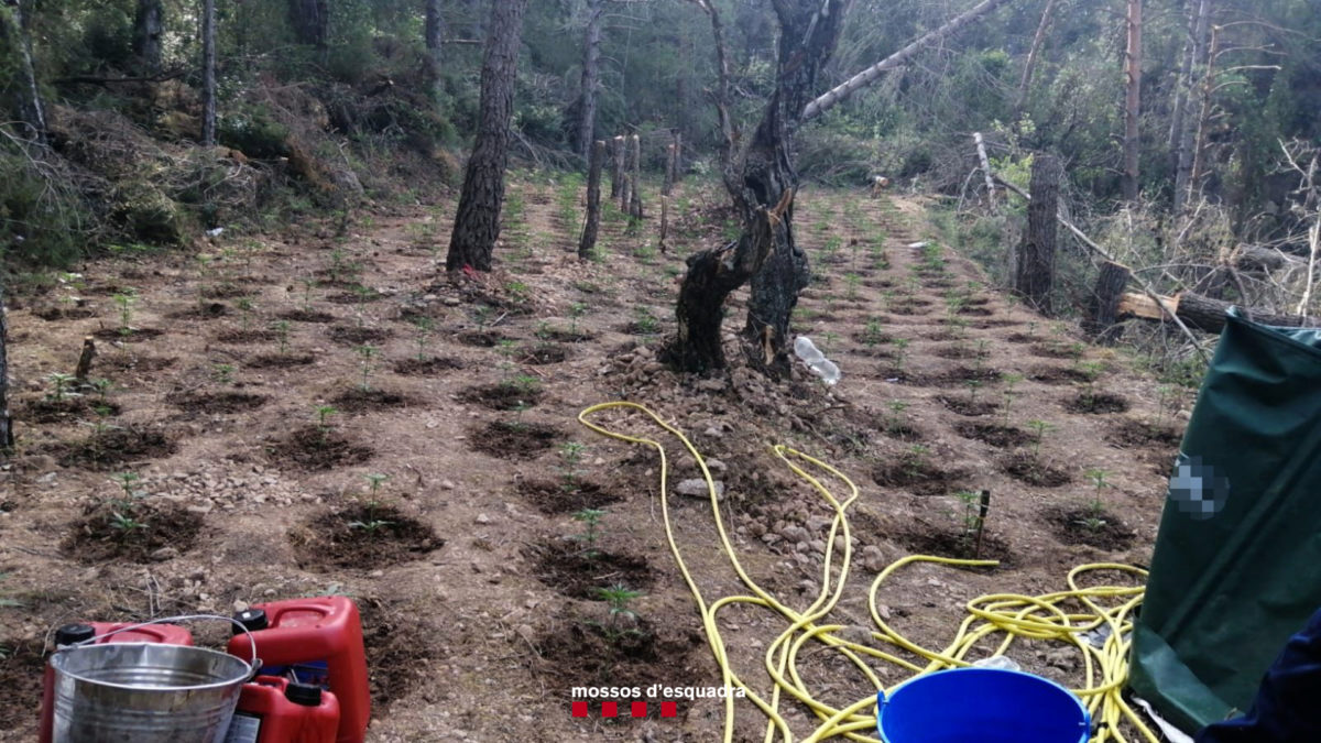 La gran plantació de marihuana a l'Alt Camp, en una zona boscosa entre Querol i Farena Data de publicació: diumenge 12 de juny del 2022, 11:34 Localització: Tarragona Autor: Mossos d'Esquadra