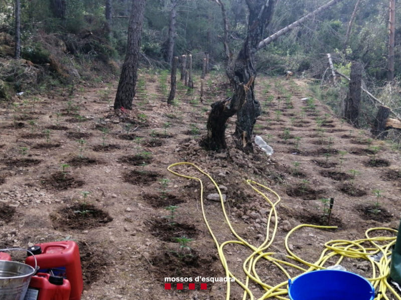 La gran plantació de marihuana a l'Alt Camp, en una zona boscosa entre Querol i Farena Data de publicació: diumenge 12 de juny del 2022, 11:34 Localització: Tarragona Autor: Mossos d'Esquadra