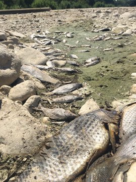 Ecologistes en acció denuncien la mort de peixos al Francolí