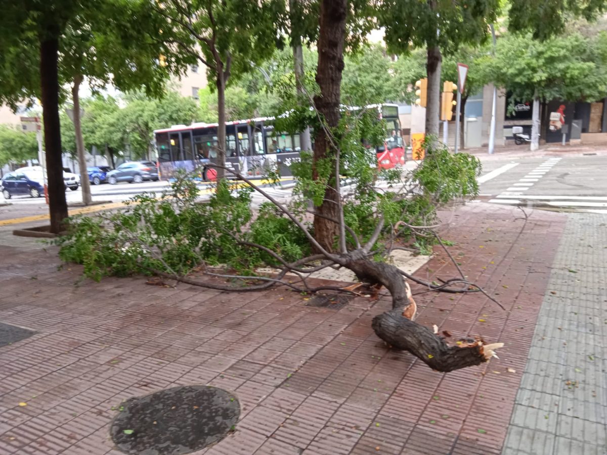 El fort vent que ha acompanyat la tempesta ha fet caure arbres a Tarragona.