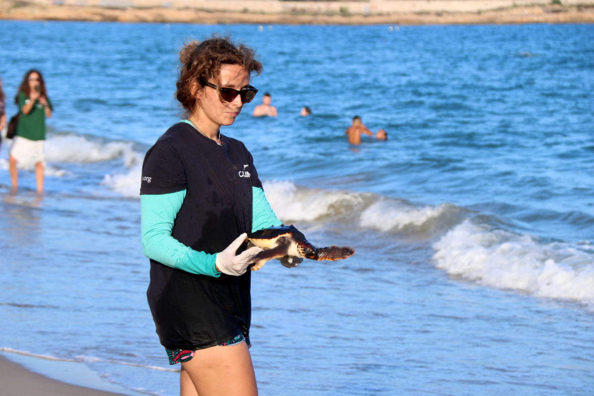 Una voluntària del CRAM alliberant una tortuga marina a la platja del Miracle de Tarragona Data de publicació: dilluns 05 de setembre del 2022, 20:33 Localització: Tarragona Autor: Mar Rovira