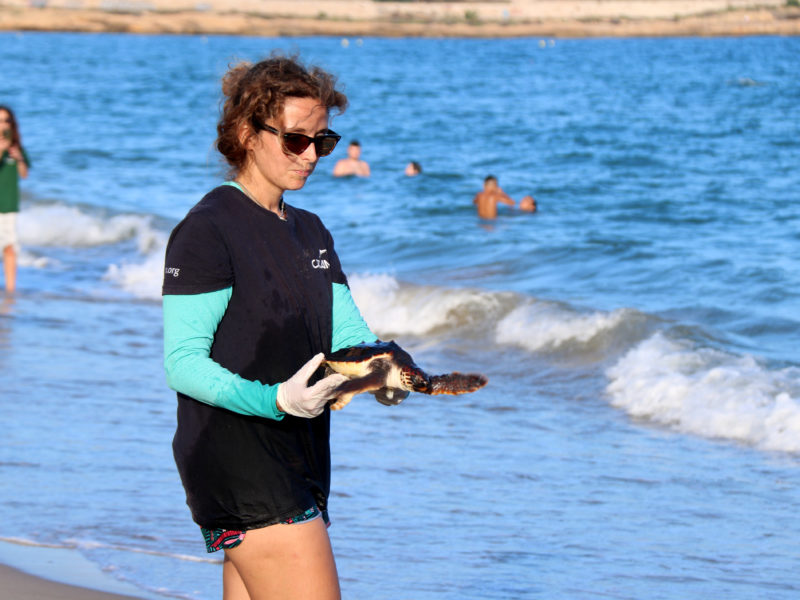 Una voluntària del CRAM alliberant una tortuga marina a la platja del Miracle de Tarragona Data de publicació: dilluns 05 de setembre del 2022, 20:33 Localització: Tarragona Autor: Mar Rovira