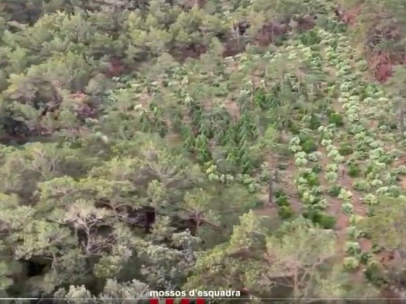 Plantacions de marihuana en una zona boscosa de les muntanyes de Prades