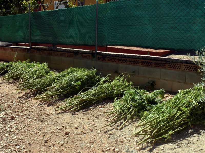 Restes de marihuana en procés d'assecat a l'exterior de la casa assaltada a Cabra del Camp Data de publicació: diumenge 09 d’octubre del 2022, 10:20 Localització: Cabra del Camp Autor: Mossos d'Esquadra