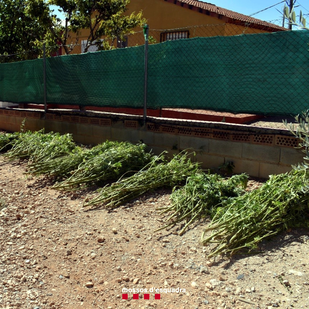 Restes de marihuana en procés d'assecat a l'exterior de la casa assaltada a Cabra del Camp Data de publicació: diumenge 09 d’octubre del 2022, 10:20 Localització: Cabra del Camp Autor: Mossos d'Esquadra