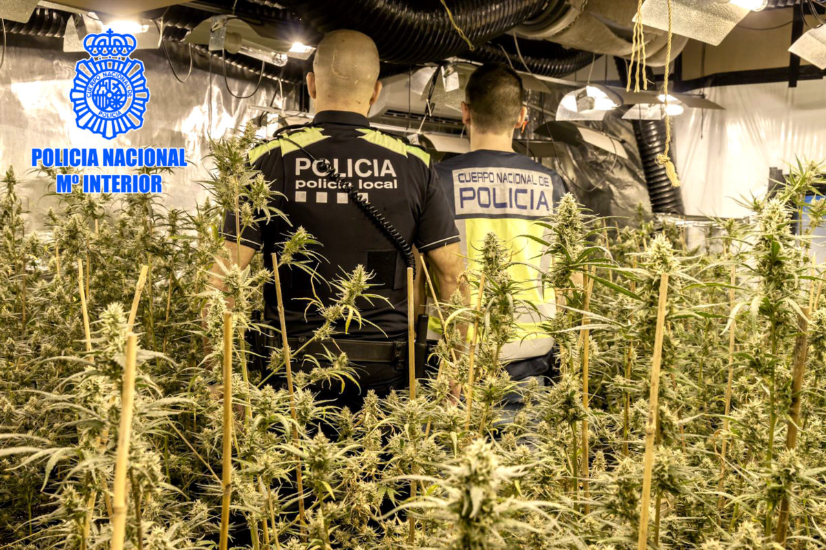 Comís de marihuana de la Policia Nacional