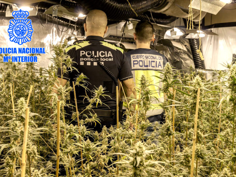 Comís de marihuana de la Policia Nacional