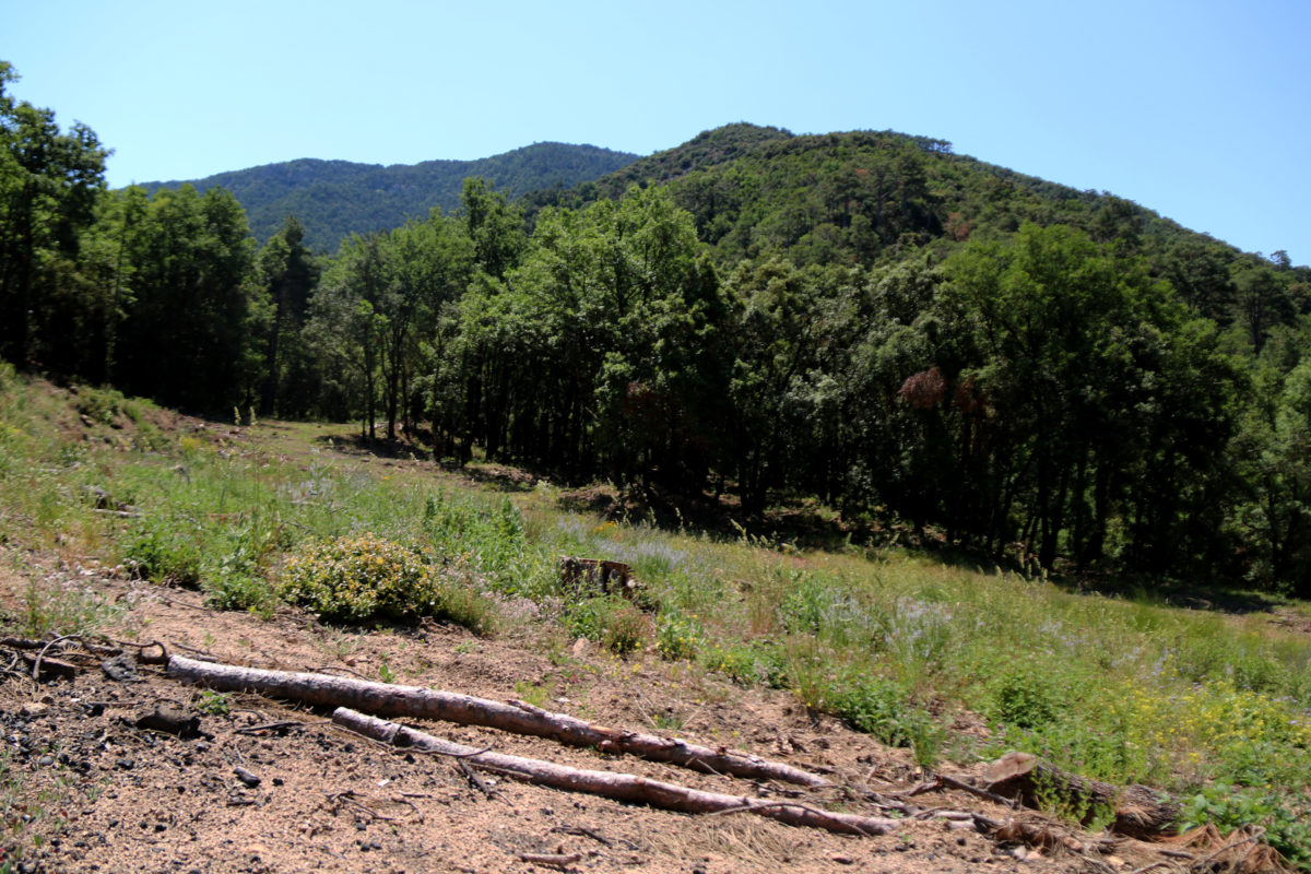 Pla general d'una zona de les muntanyes de Prades. Imatge del 10 de juny del 2021 (Horitzontal). Data de publicació: divendres 11 de juny del 2021, 10:31 Autor: Mar Rovira