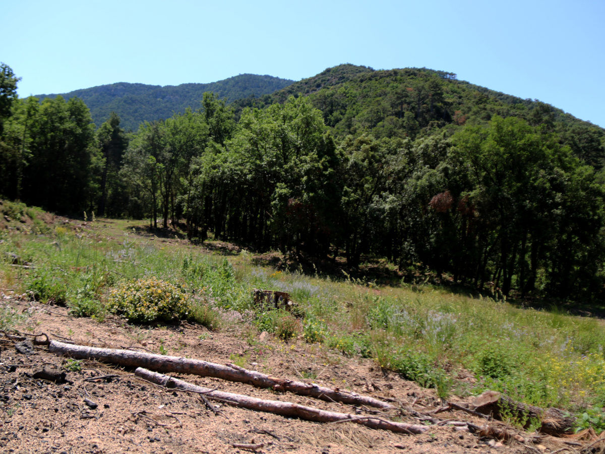 Pla general d'una zona de les muntanyes de Prades. Imatge del 10 de juny del 2021 (Horitzontal). Data de publicació: divendres 11 de juny del 2021, 10:31 Autor: Mar Rovira