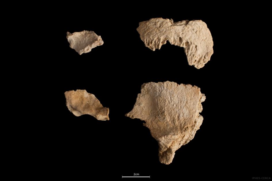 Restes parcials del crani de Neandertal de 60.000 anys recuperat en el jaciment de l’Abric Romaní. Foto: Maria D.Guillén / IPHES-CERCA