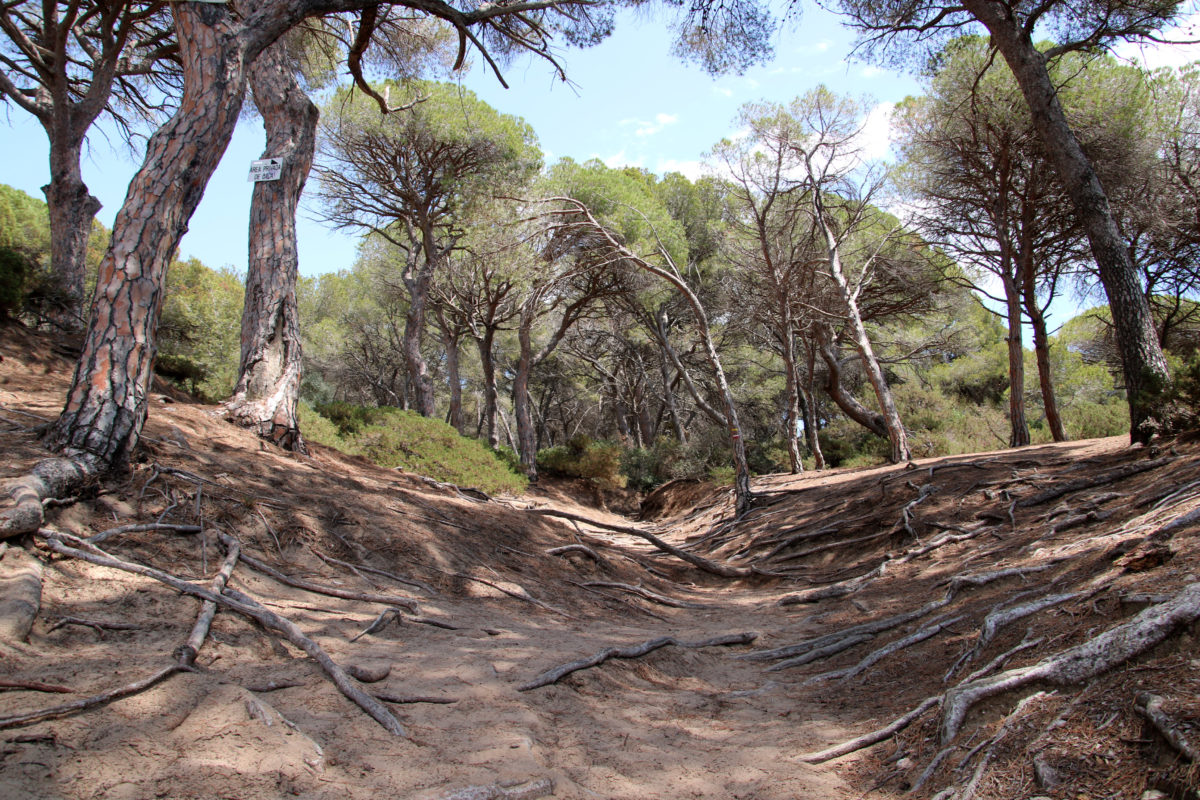 La Punta de la Creueta, una de les zones erosionades del bosc de la Marquesa de Tarragona Data de publicació: dissabte 24 de juny del 2023, 07:00 Localització: Tarragona Autor: Mar Rovira