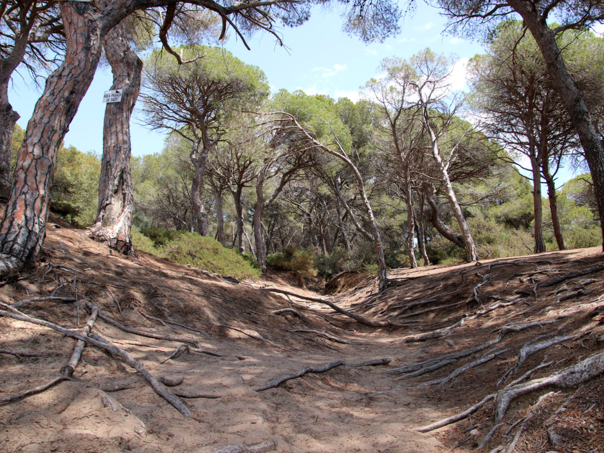 La Punta de la Creueta, una de les zones erosionades del bosc de la Marquesa de Tarragona Data de publicació: dissabte 24 de juny del 2023, 07:00 Localització: Tarragona Autor: Mar Rovira