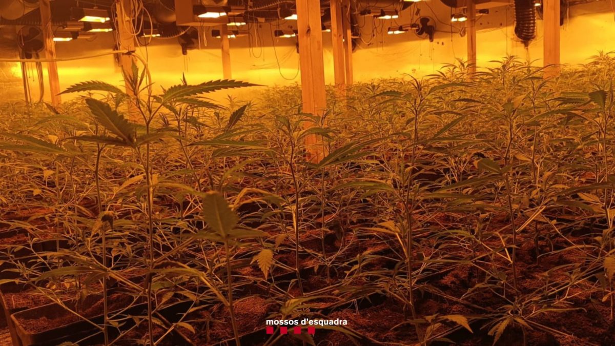 Plantes de marihuana localitzades a l'interior d'un mas de Vinyols i els Arcs Data de publicació: dilluns 19 de juny del 2023, 11:30 Localització: Vinyols i els Arcs Autor: Cedida a l'ACN per Mossos d'Esquadra