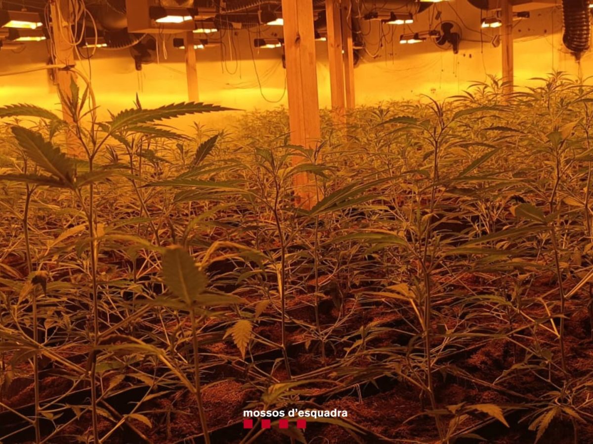 Plantes de marihuana localitzades a l'interior d'un mas de Vinyols i els Arcs Data de publicació: dilluns 19 de juny del 2023, 11:30 Localització: Vinyols i els Arcs Autor: Cedida a l'ACN per Mossos d'Esquadra