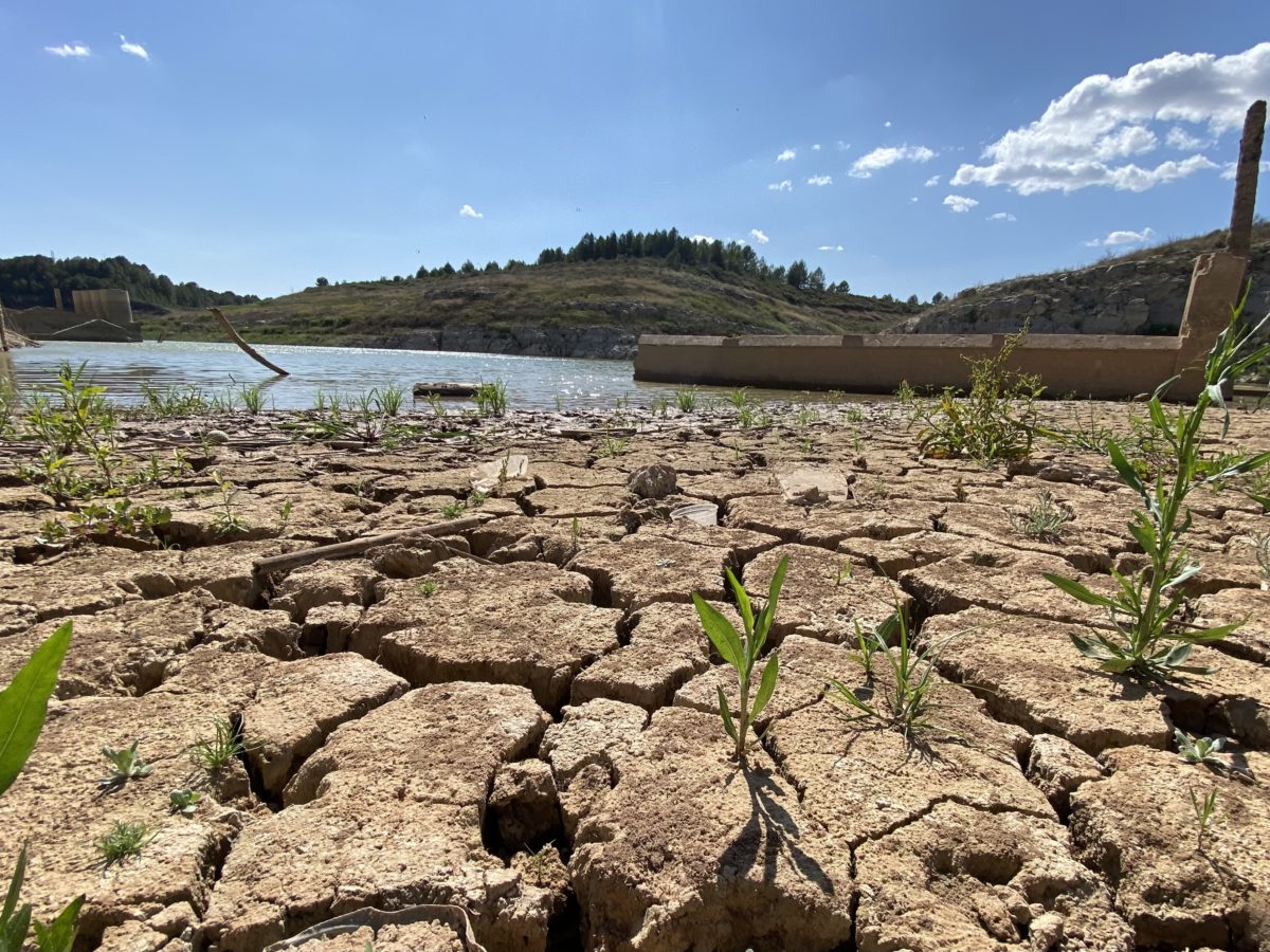 Sequera: Pantà de El Catllar. Juliol 2023