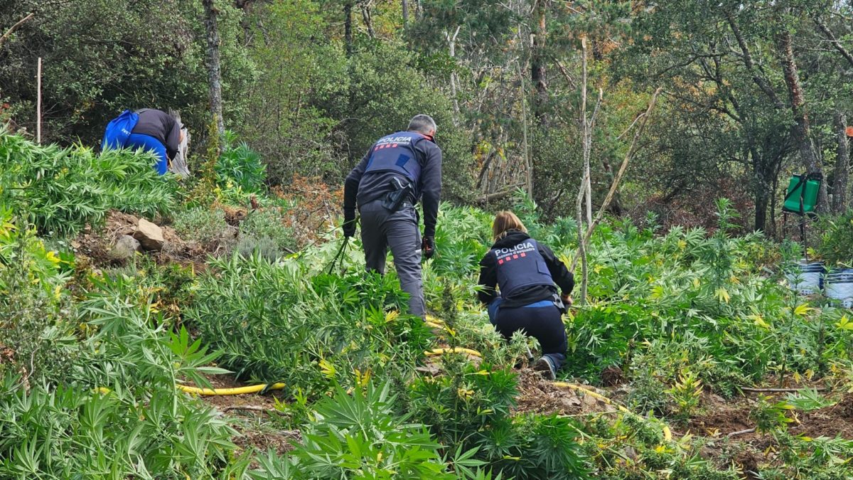 Agents dels Mossos inspeccionant la plantació de marihuana localitzada a les muntanyes de Prades Data de publicació: dimarts 29 d’agost del 2023, 14:10 Localització: Prades Autor: Cedida a l'ACN per Mossos d'Esquadra