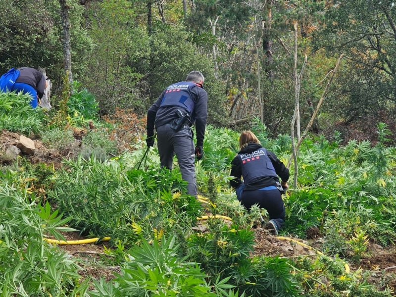 Agents dels Mossos inspeccionant la plantació de marihuana localitzada a les muntanyes de Prades Data de publicació: dimarts 29 d’agost del 2023, 14:10 Localització: Prades Autor: Cedida a l'ACN per Mossos d'Esquadra